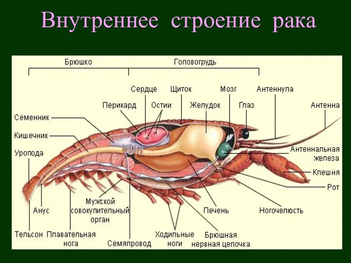 Внутреннее строение рака