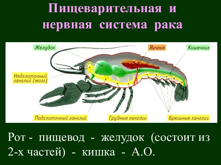 Пищеварительная и нервная система рака Рот - пищевод - желудок (состоит