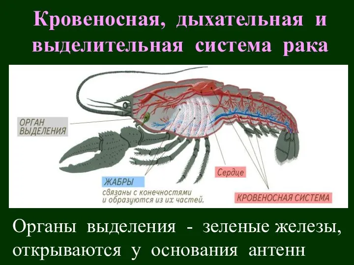 Кровеносная, дыхательная и выделительная система рака Органы выделения - зеленые железы, открываются у основания антенн