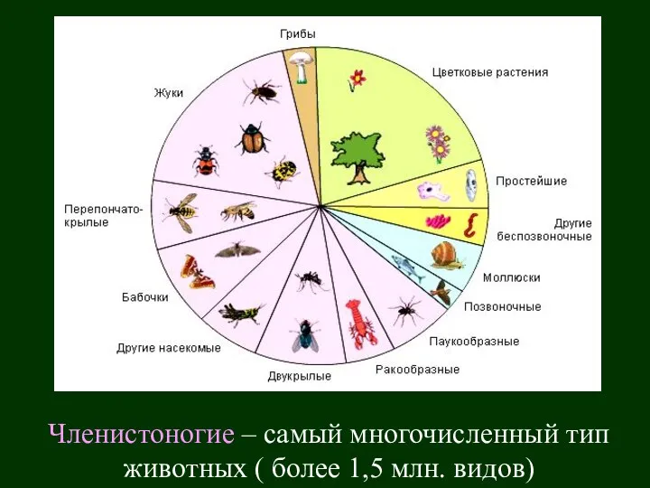 Членистоногие – самый многочисленный тип животных ( более 1,5 млн. видов)