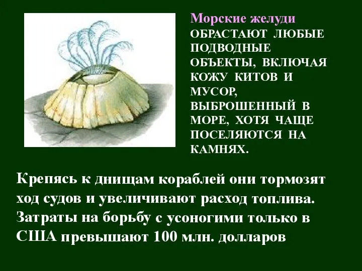 Морские желуди ОБРАСТАЮТ ЛЮБЫЕ ПОДВОДНЫЕ ОБЪЕКТЫ, ВКЛЮЧАЯ КОЖУ КИТОВ И МУСОР,