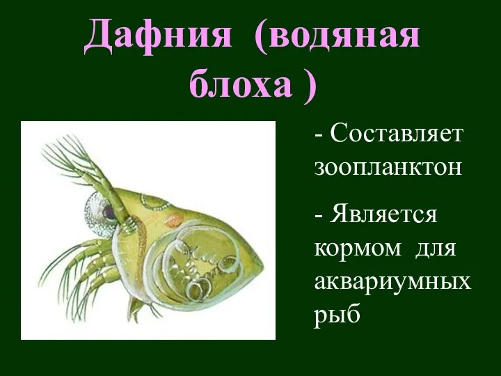 Дафния (водяная блоха ) - Составляет зоопланктон - Является кормом для аквариумных рыб