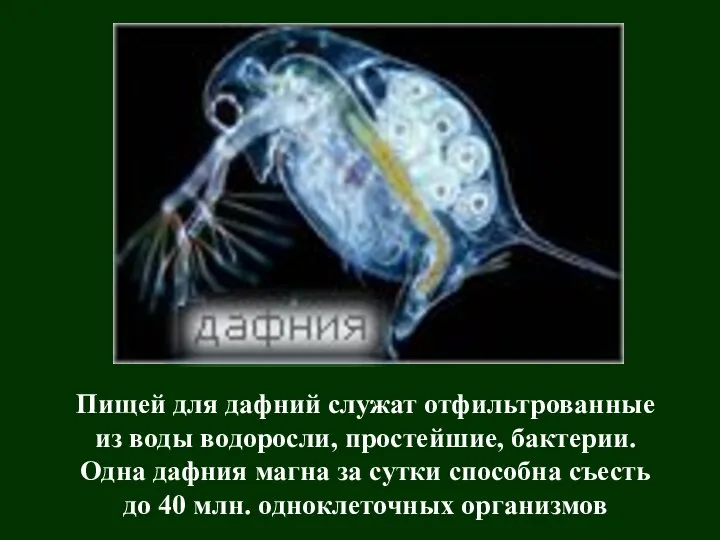 Пищей для дафний служат отфильтрованные из воды водоросли, простейшие, бактерии. Одна