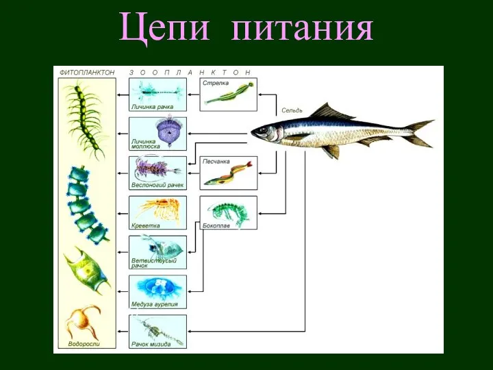 Цепи питания