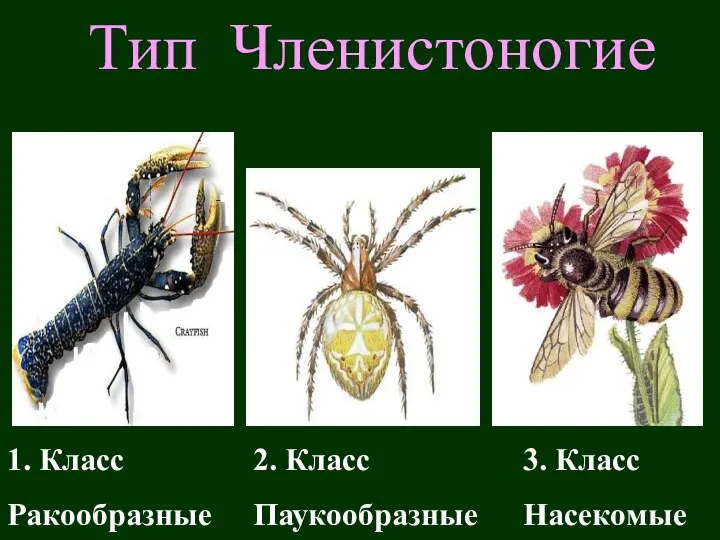 Тип Членистоногие 1. Класс Ракообразные 2. Класс Паукообразные 3. Класс Насекомые