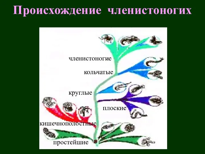 Происхождение членистоногих простейшие кишечнополостные плоские круглые кольчатые членистоногие