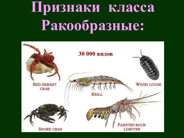 Признаки класса Ракообразные: 30 000 видов