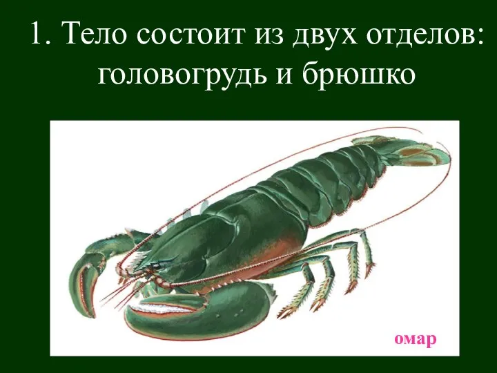 1. Тело состоит из двух отделов: головогрудь и брюшко омар