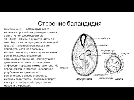 Строение баландидия Balantidium coli — самый крупный из кишечных простейших: размеры