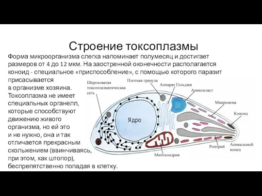 Строение токсоплазмы Форма микроорганизма слегка напоминает полумесяц и достигает размеров от