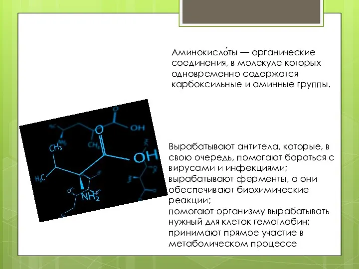 Аминокисло́ты — органические соединения, в молекуле которых одновременно содержатся карбоксильные и