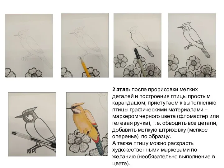 2 этап: после прорисовки мелких деталей и построения птицы простым карандашом,