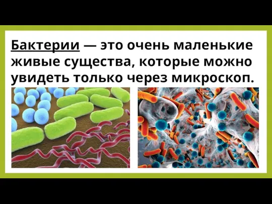 Бактерии — это очень маленькие живые существа, которые можно увидеть только через микроскоп.