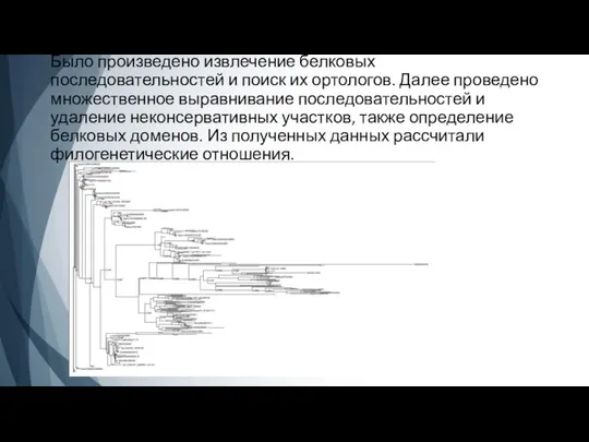 Было произведено извлечение белковых последовательностей и поиск их ортологов. Далее проведено