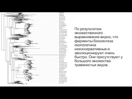 По результатам множественного выравнивания видно, что ферменты биосинтеза скополетина неконсервативные и