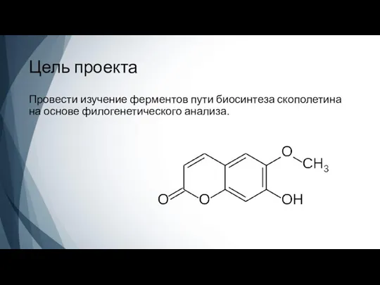 Цель проекта Провести изучение ферментов пути биосинтеза скополетина на основе филогенетического анализа.