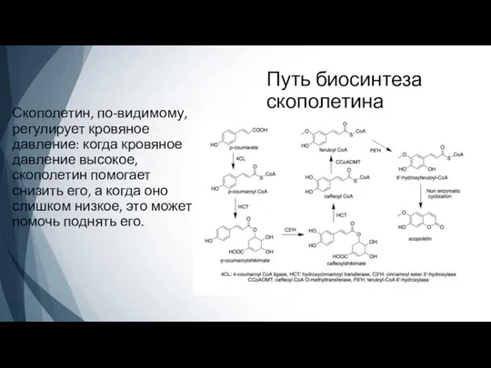 Путь биосинтеза скополетина Скополетин, по-видимому, регулирует кровяное давление: когда кровяное давление