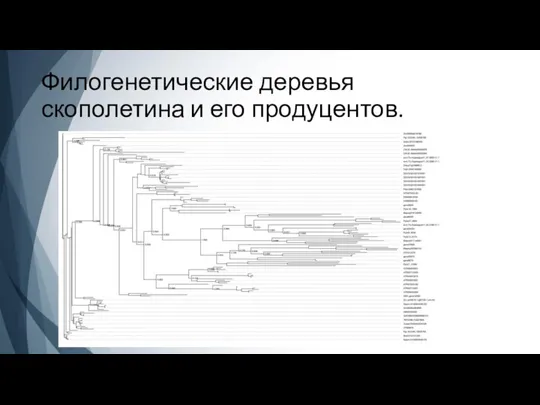 Филогенетические деревья скополетина и его продуцентов.