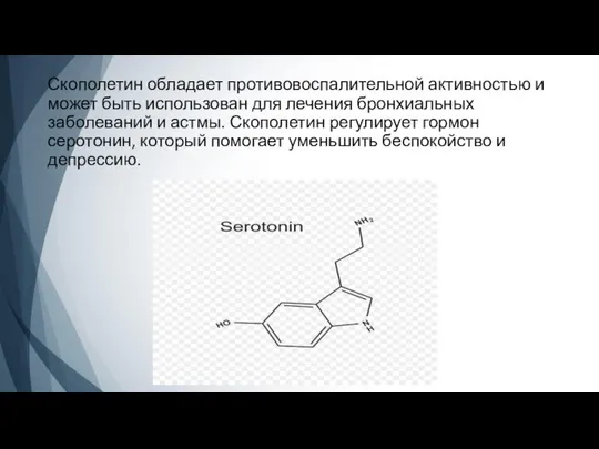 Скополетин обладает противовоспалительной активностью и может быть использован для лечения бронхиальных