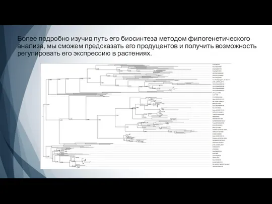 Более подробно изучив путь его биосинтеза методом филогенетического анализа, мы сможем