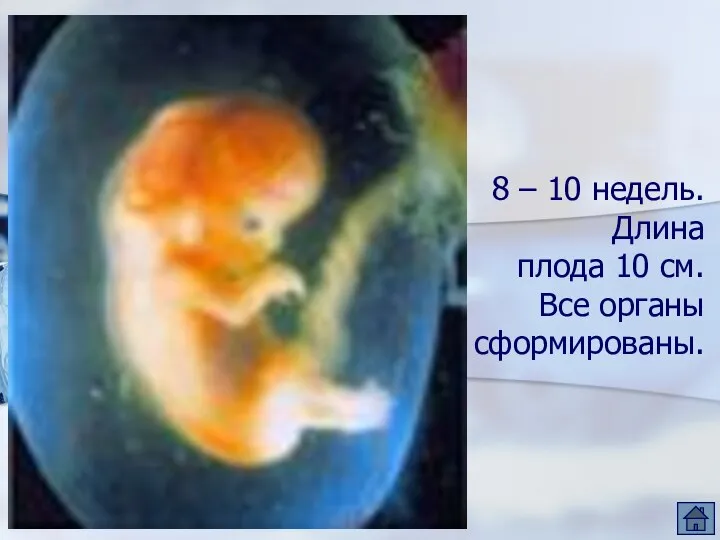 8 – 10 недель. Длина плода 10 см. Все органы сформированы.