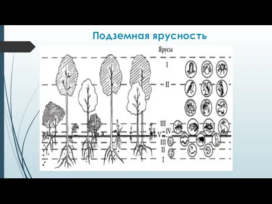 Подземная ярусность