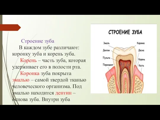 Строение зуба В каждом зубе различают: коронку зуба и корень зуба.