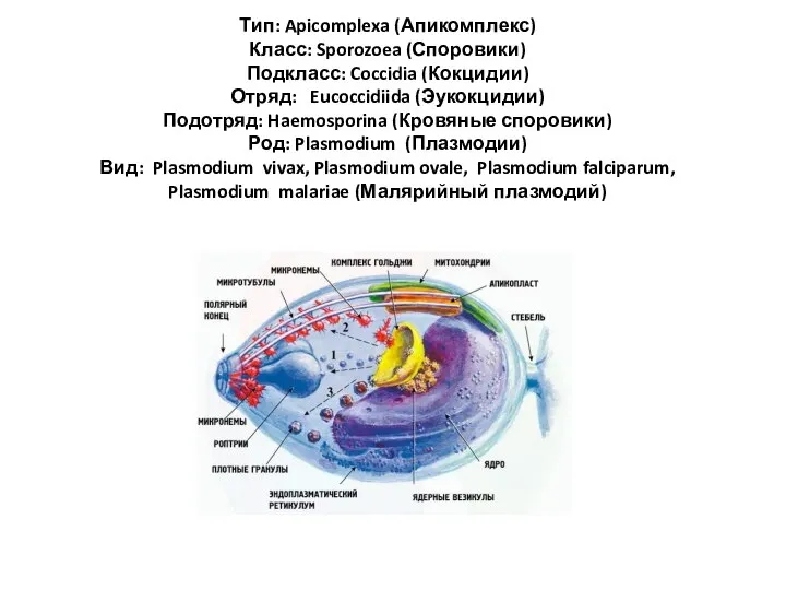 Тип: Apicomplexa (Апикомплекс) Класс: Sporozoea (Споровики) Подкласс: Coccidia (Кокцидии) Отряд: Eucoccidiida
