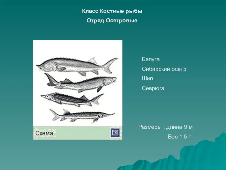 Белуга Сибирский осетр Шип Севрюга Класс Костные рыбы Отряд Осетровые Размеры