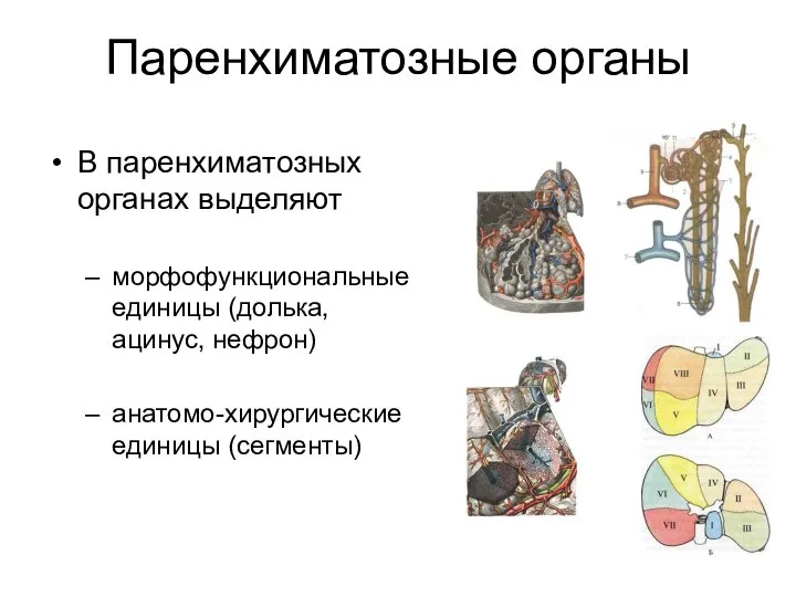 Паренхиматозные органы В паренхиматозных органах выделяют морфофункциональные единицы (долька, ацинус, нефрон) анатомо-хирургические единицы (сегменты)