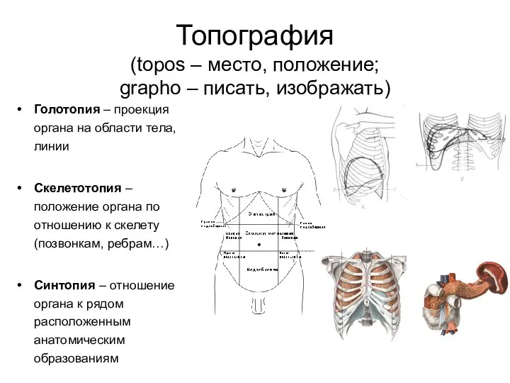 Топография (topos – место, положение; grapho – писать, изображать) Голотопия –