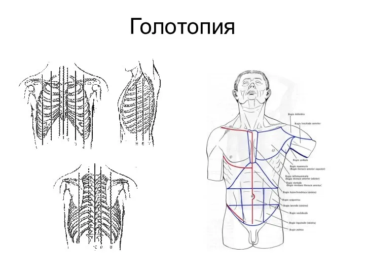 Голотопия