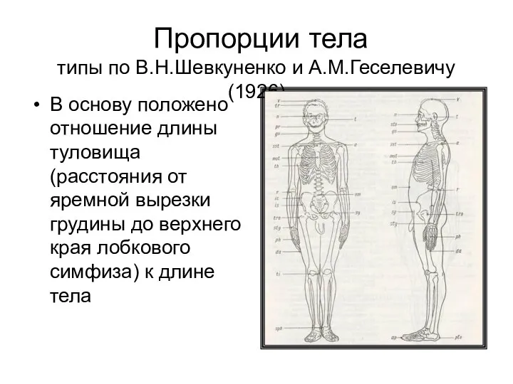 Пропорции тела типы по В.Н.Шевкуненко и А.М.Геселевичу (1926) В основу положено