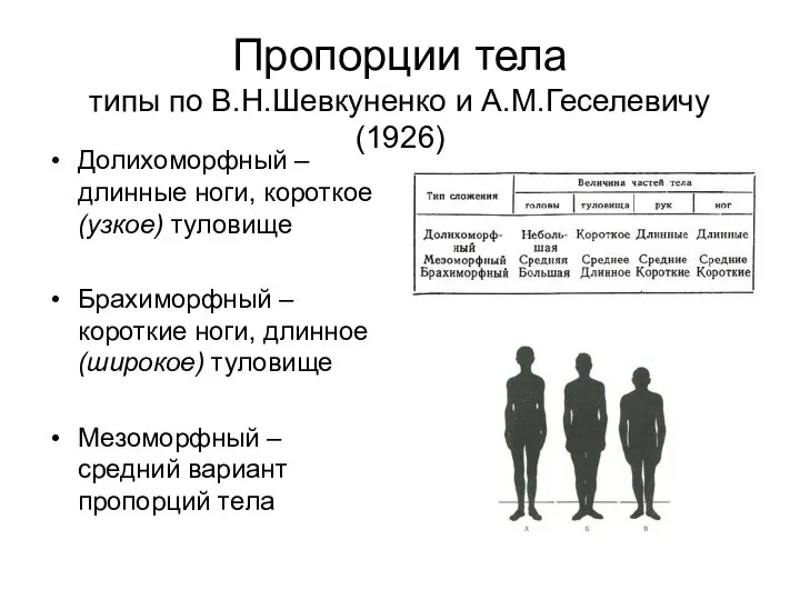 Пропорции тела типы по В.Н.Шевкуненко и А.М.Геселевичу (1926) Долихоморфный – длинные