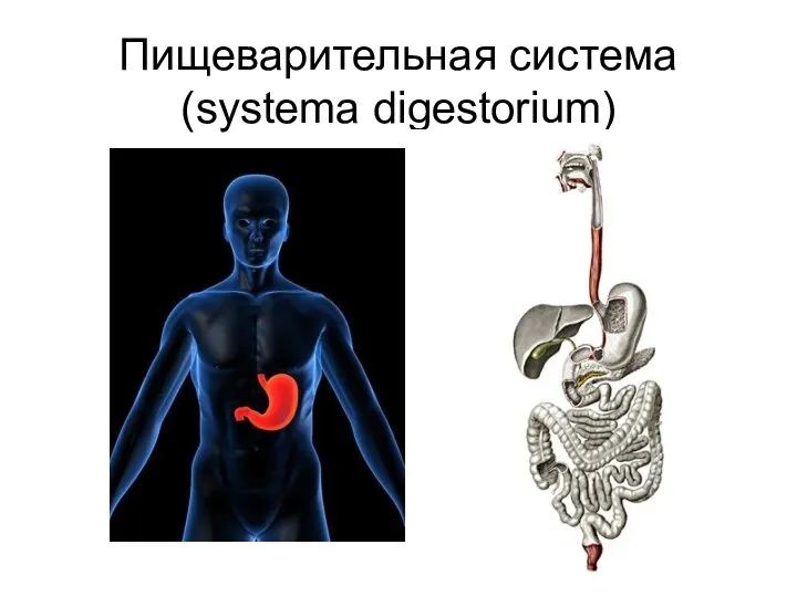 Пищеварительная система (systema digestorium)