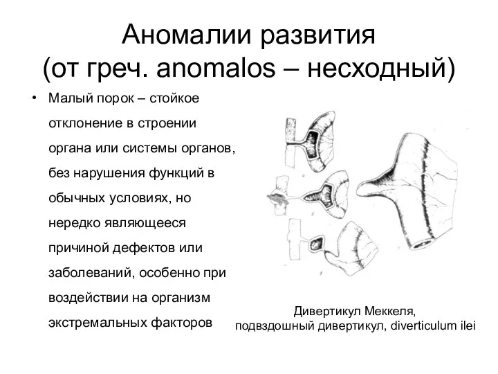 Аномалии развития (от греч. anomalos – несходный) Малый порок – стойкое