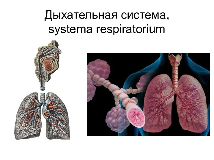 Дыхательная система, systema respiratorium