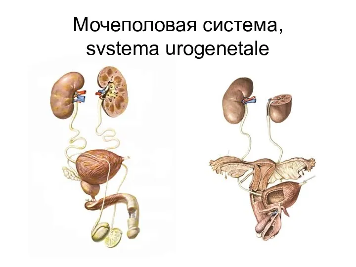 Мочеполовая система, systema urogenetale