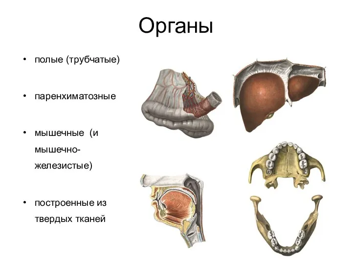 Органы полые (трубчатые) паренхиматозные мышечные (и мышечно-железистые) построенные из твердых тканей