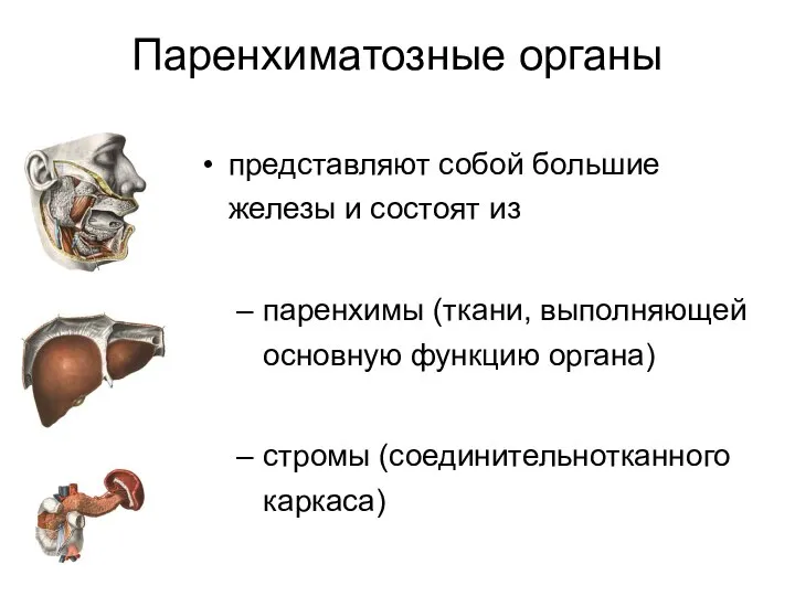 Паренхиматозные органы представляют собой большие железы и состоят из паренхимы (ткани,