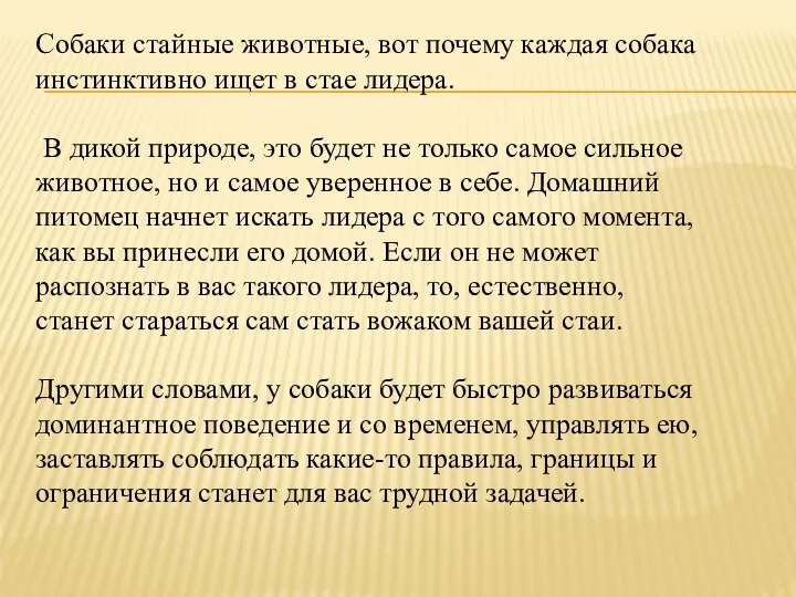 Собаки стайные животные, вот почему каждая собака инстинктивно ищет в стае