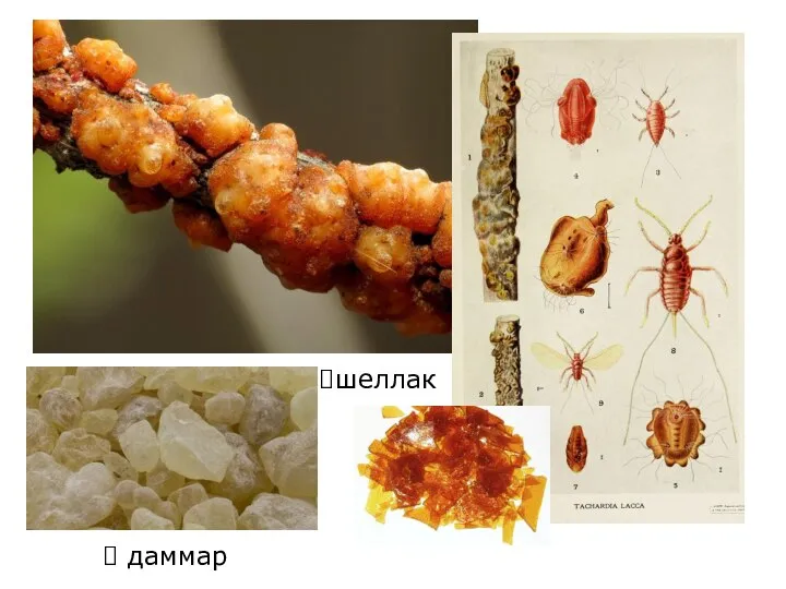 даммар шеллак