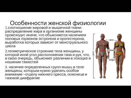 Особенности женской физиологии 1.соотношение жировой и мышечной ткани: распределение жира в