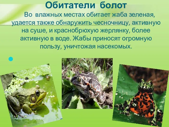 Обитатели болот Во влажных местах обитает жаба зеленая, удается также обнаружить