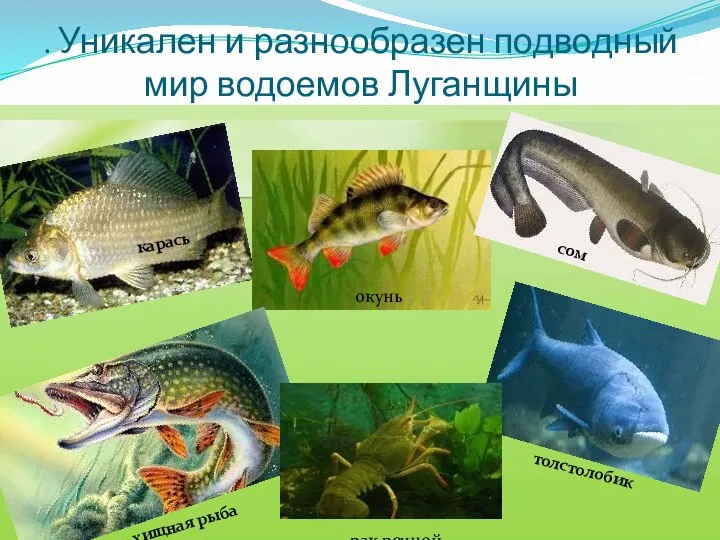 . Уникален и разнообразен подводный мир водоемов Луганщины карась сом окунь