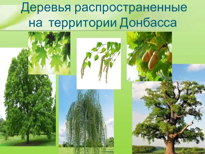 Деревья распространенные на территории Донбасса