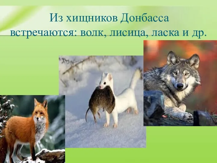 Из хищников Донбасса встречаются: волк, лисица, ласка и др.