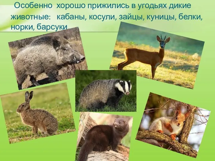 Особенно хорошо прижились в угодьях дикие животные: кабаны, косули, зайцы, куницы, белки, норки, барсуки.