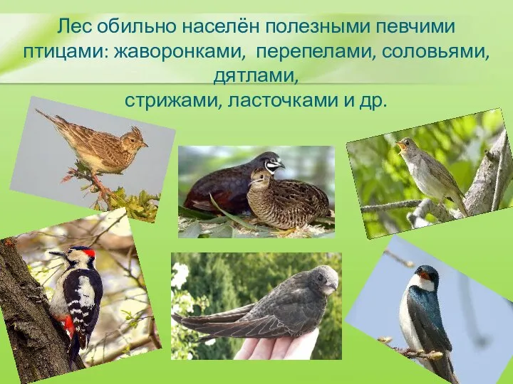 Лес обильно населён полезными певчими птицами: жаворонками, перепелами, соловьями, дятлами, стрижами, ласточками и др.