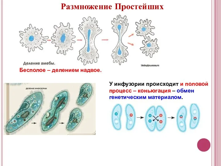 Размножение Простейших Бесполое – делением надвое. У инфузории происходит и половой